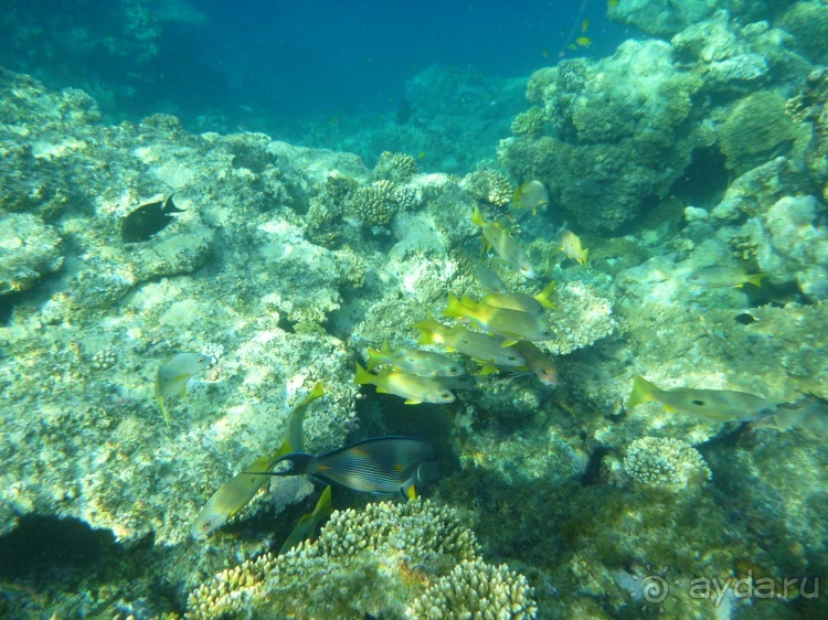 В чём египетская сила, брат?