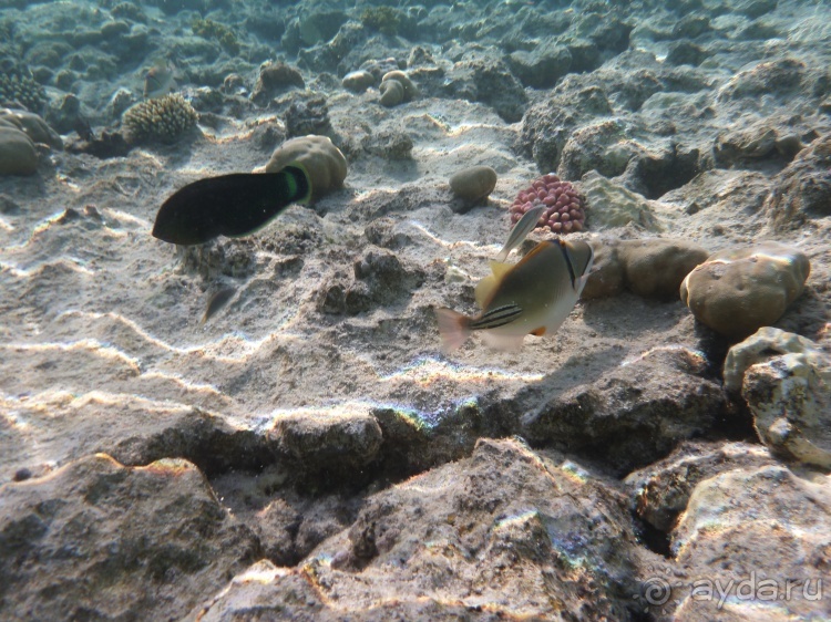 В чём египетская сила, брат?