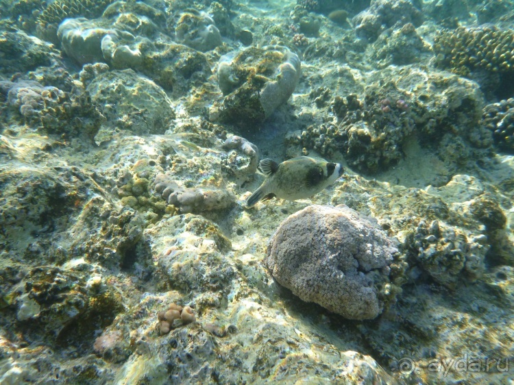 В чём египетская сила, брат?