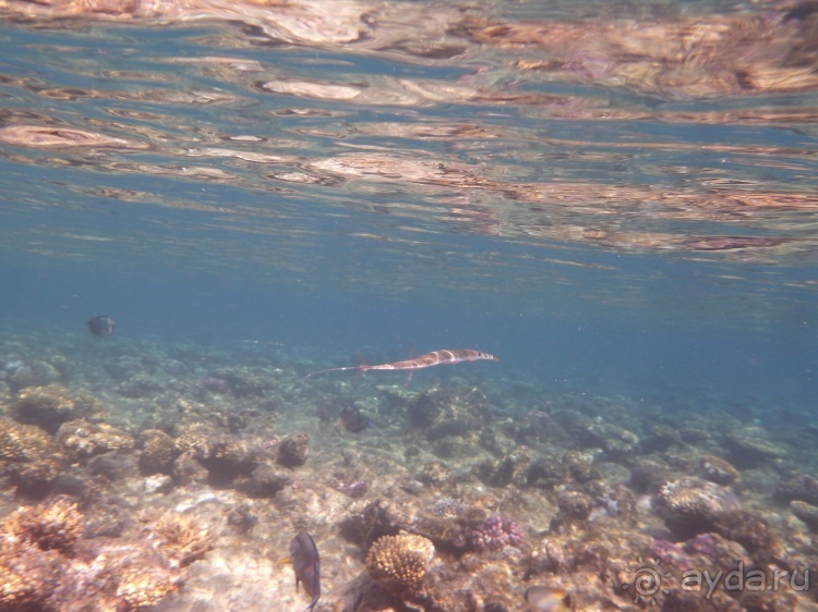 В чём египетская сила, брат?