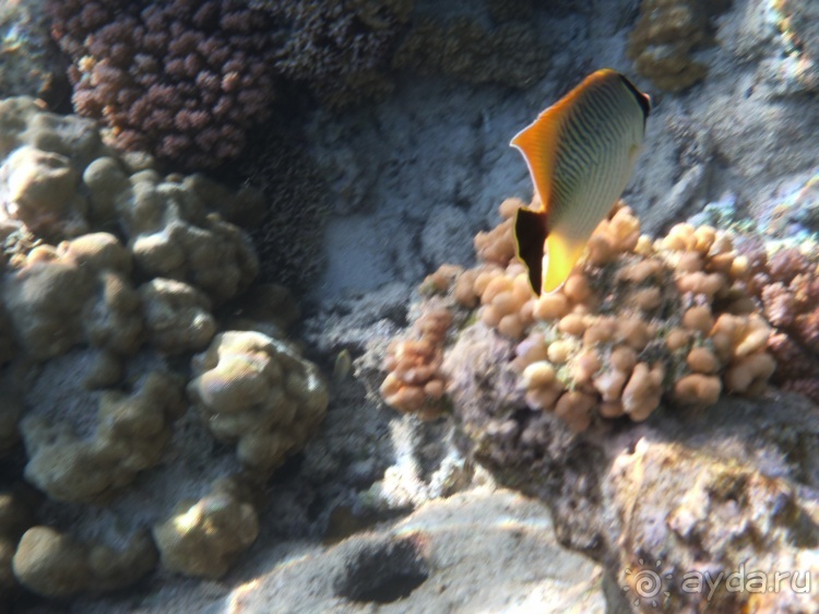 В чём египетская сила, брат?