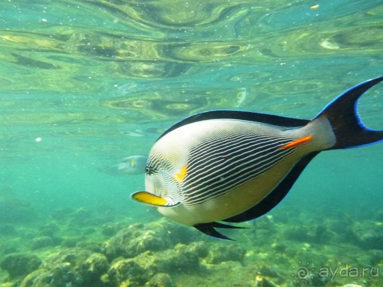 В чём египетская сила, брат?