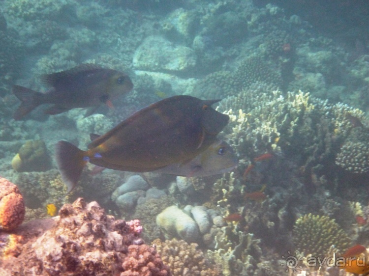 В чём египетская сила, брат?