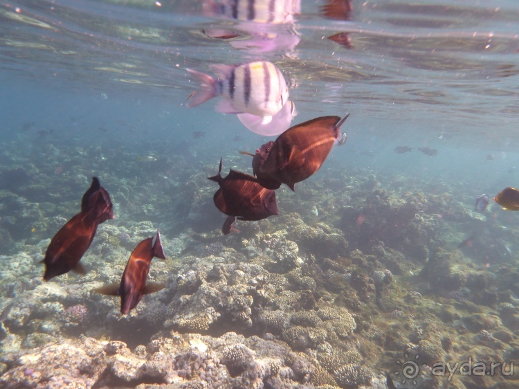 В чём египетская сила, брат?