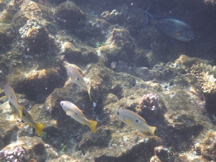 В чём египетская сила, брат?