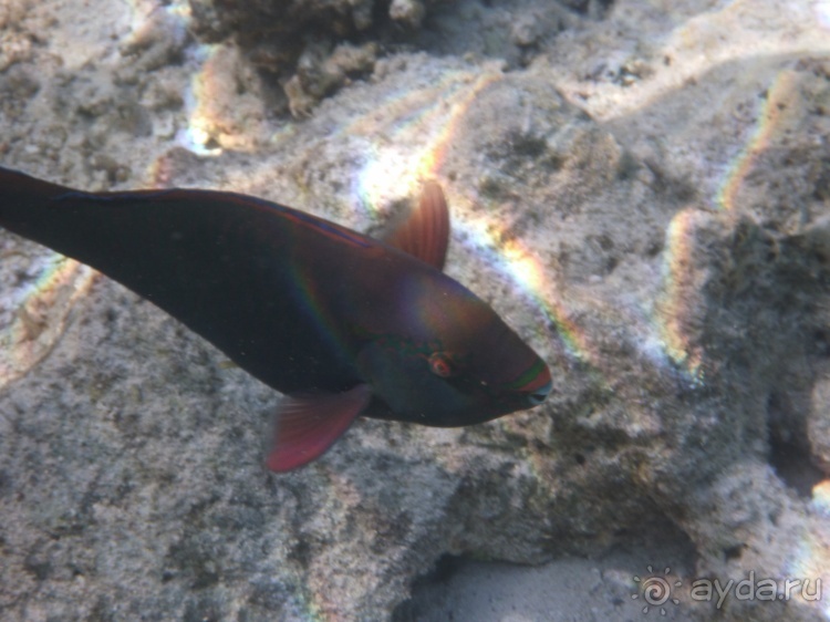 В чём египетская сила, брат?