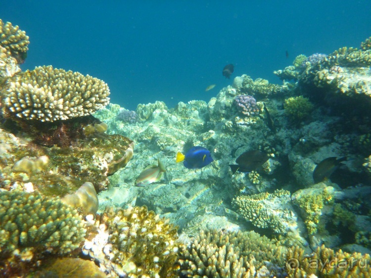 В чём египетская сила, брат?