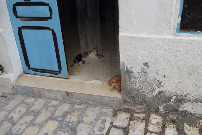 Наша первая Африка