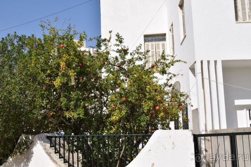 Наша первая Африка