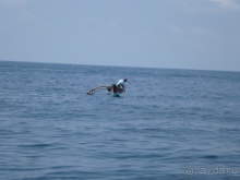 Коггала - это не Когалым