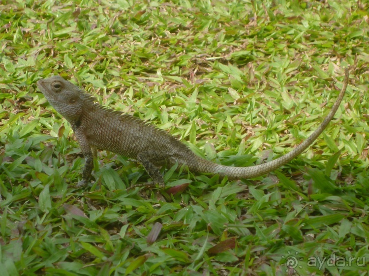 Коггала - это не Когалым