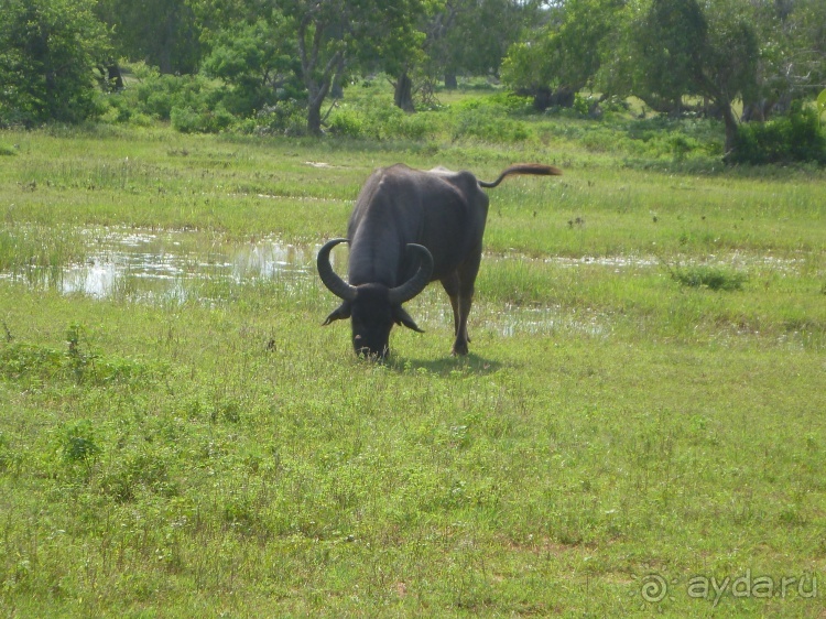 Коггала - это не Когалым