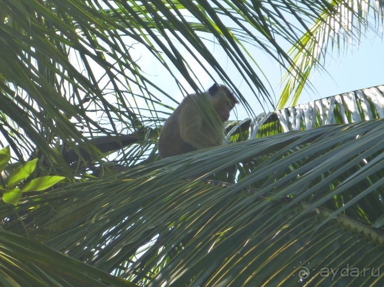 Коггала - это не Когалым