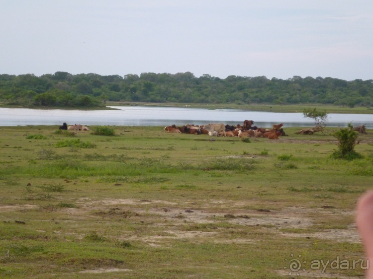 Коггала - это не Когалым