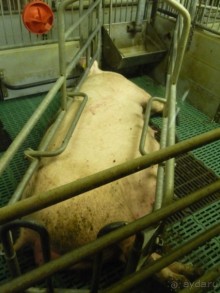 Жизнь и среда обитания русаков в Германии