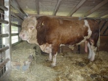 Жизнь и среда обитания русаков в Германии