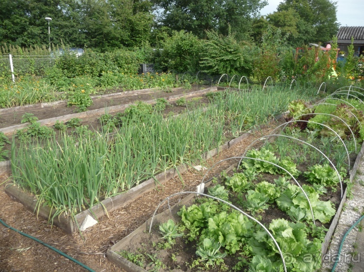 Жизнь и среда обитания русаков в Германии