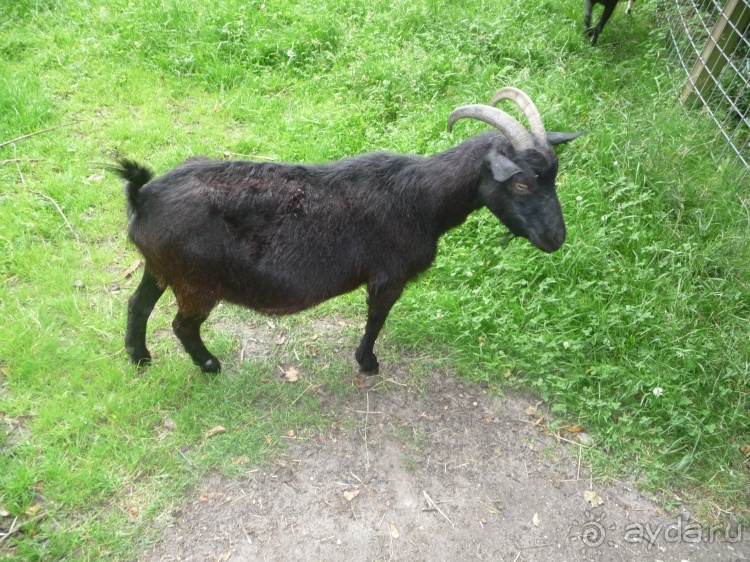 Жизнь и среда обитания русаков в Германии