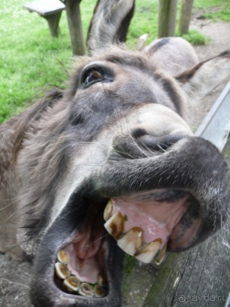 Жизнь и среда обитания русаков в Германии