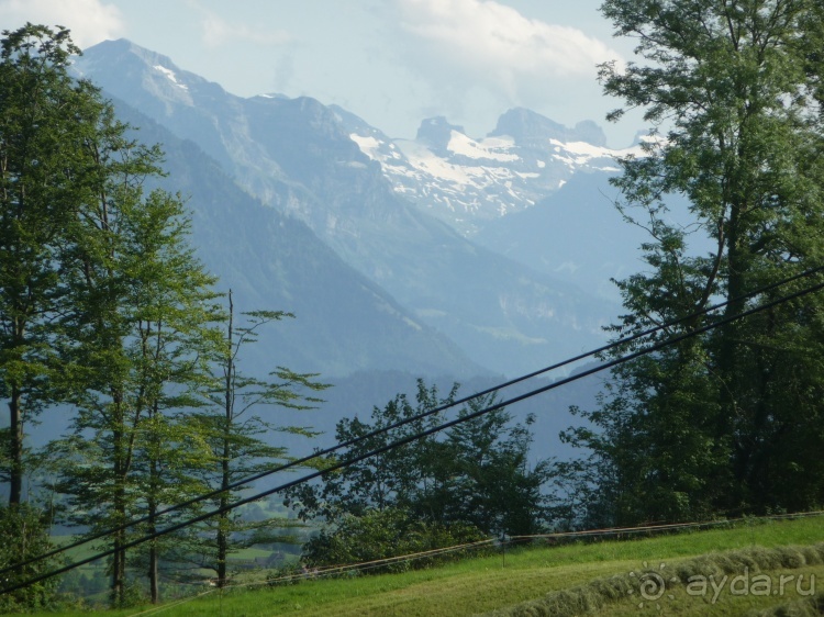 Жизнь и среда обитания русаков в Германии