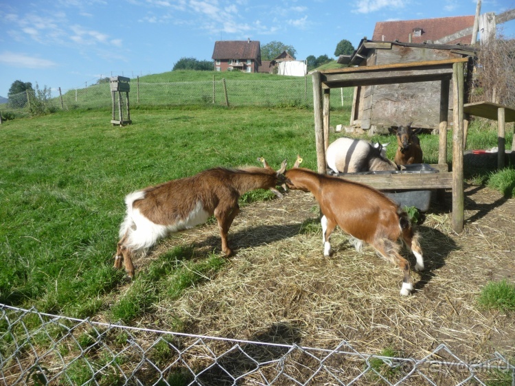 Жизнь и среда обитания русаков в Германии