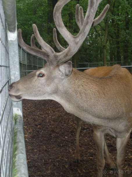 Жизнь и среда обитания русаков в Германии