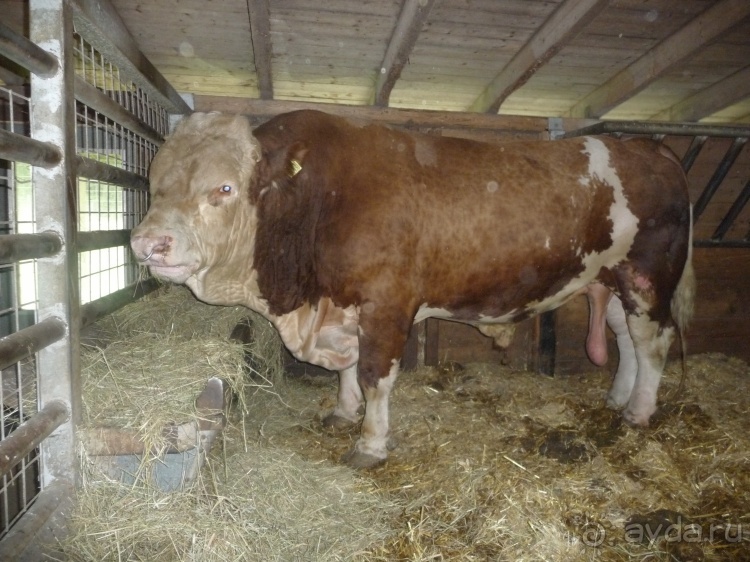 Жизнь и среда обитания русаков в Германии