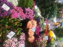 Амстердам, цветочный рынок