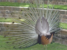 Арабские эмирадости