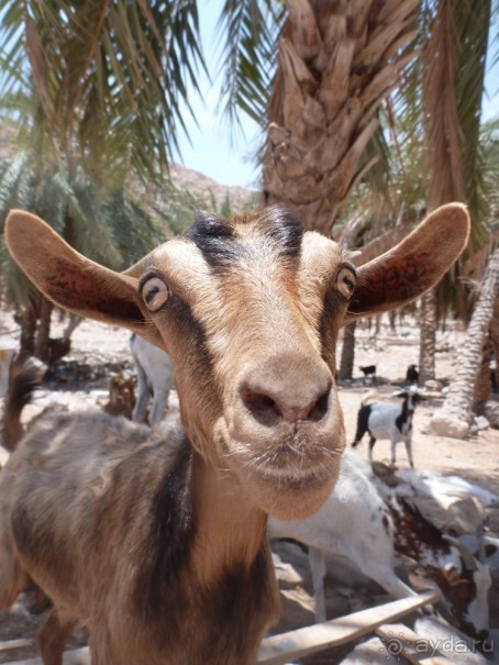 Арабские эмирадости