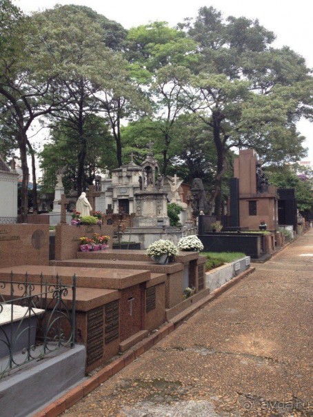 Бразилия или в стране диких обезьян!