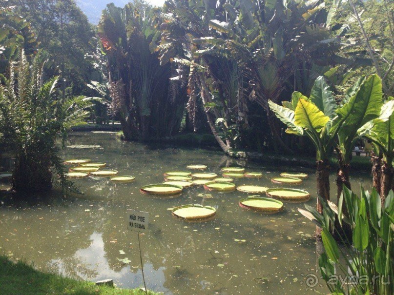 Бразилия или в стране диких обезьян!