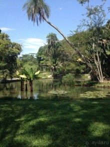 Бразилия или в стране диких обезьян!