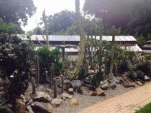 Бразилия или в стране диких обезьян!