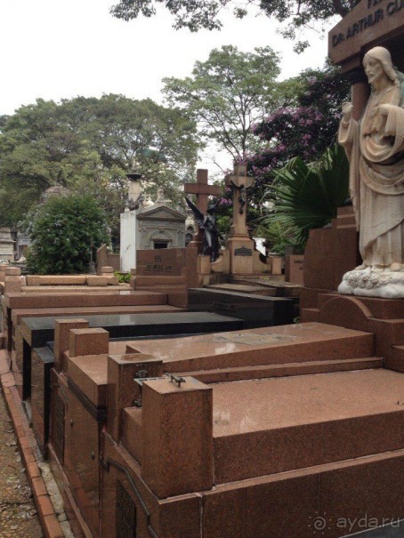 Бразилия или в стране диких обезьян!