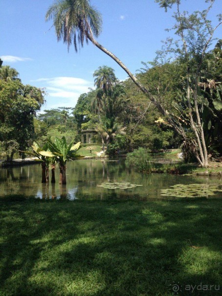 Бразилия или в стране диких обезьян!