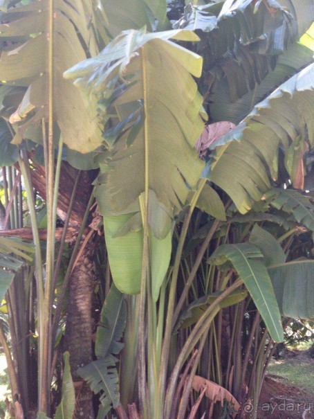 Бразилия или в стране диких обезьян!