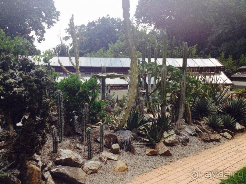 Бразилия или в стране диких обезьян!