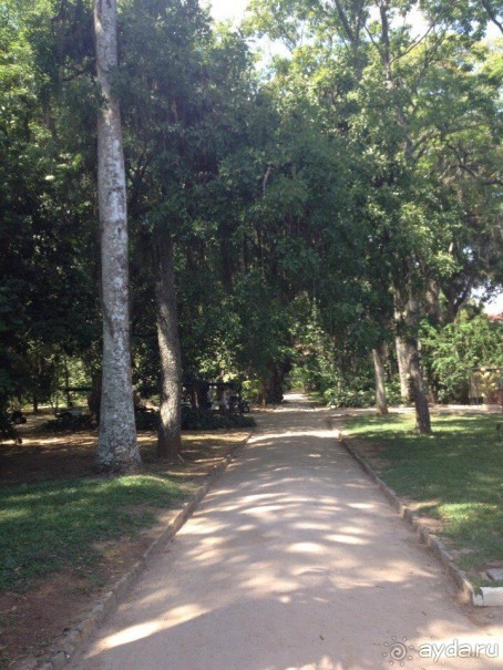 Бразилия или в стране диких обезьян!