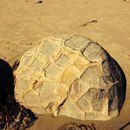 Новая Зеландия для безлошадного туриста