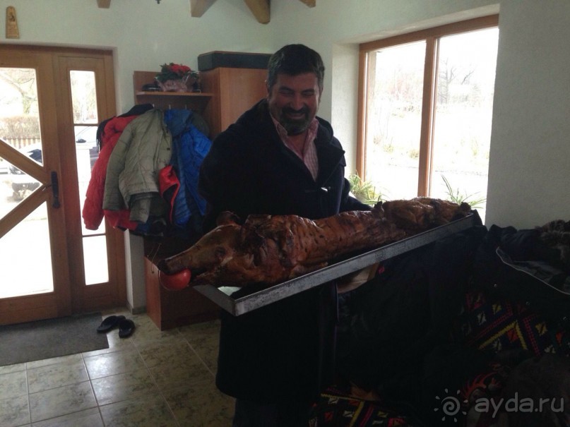 В гостях у Бобана или очень вкусная Мангалица