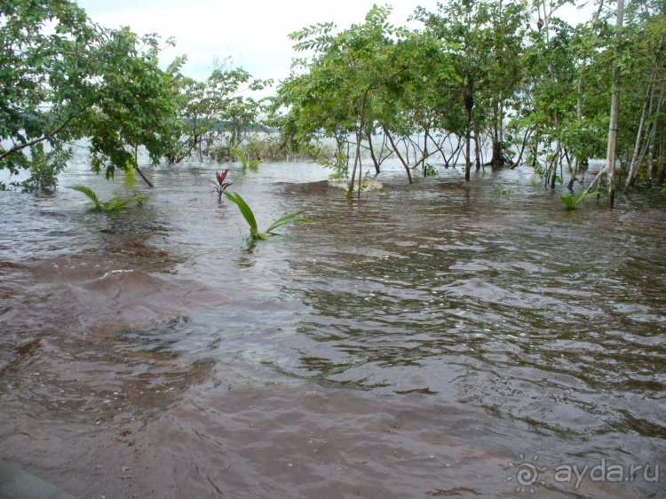 Бразилия по-простому. 10. Потоп, анаконда, ленивец.