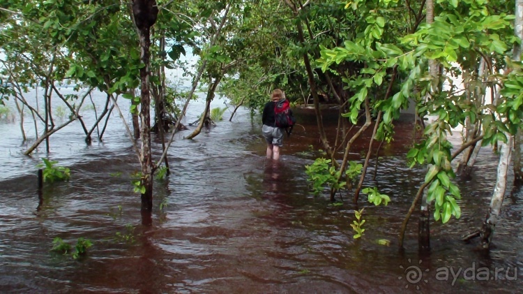 Альбом отзыва "Бразилия по-простому. 10. Потоп, анаконда, ленивец."