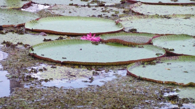 Бразилия по-простому. 10. Потоп, анаконда, ленивец.