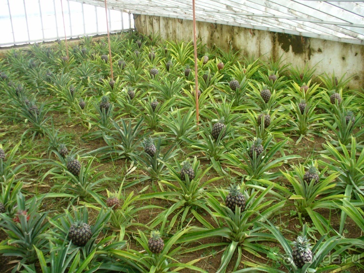 Азоры это шо?" и "Aзоры это хде"? Остров 1.Sao Miguel