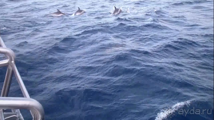 Азоры это шо?" и "Aзоры это хде"? Остров 1.Sao Miguel