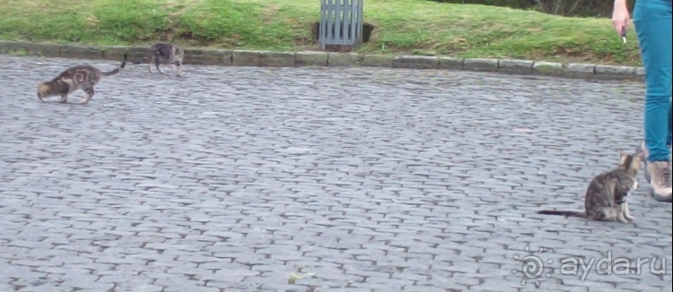 Азоры это шо?" и "Aзоры это хде"? Остров 1.Sao Miguel