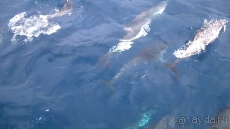 Азоры это шо?" и "Aзоры это хде"? Остров 1.Sao Miguel