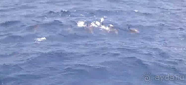 Азоры это шо?" и "Aзоры это хде"? Остров 1.Sao Miguel