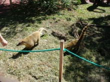 Бразилия по-простому. 3. Аргентинские водопады Игуасу.